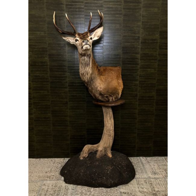 0160 Red Deer on Pedestal