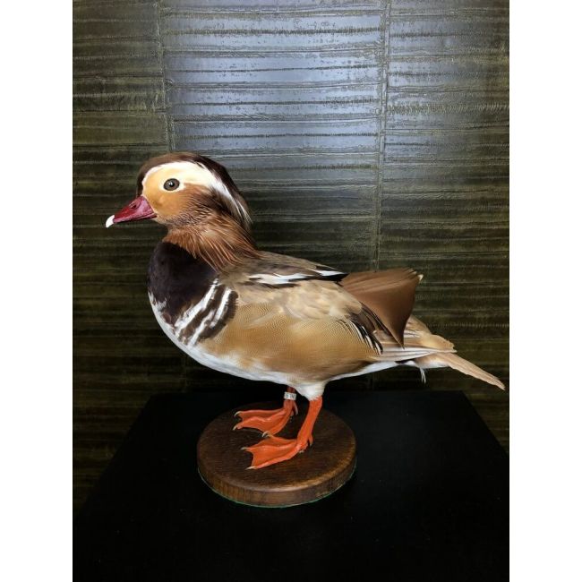 0227 Mandarin duck