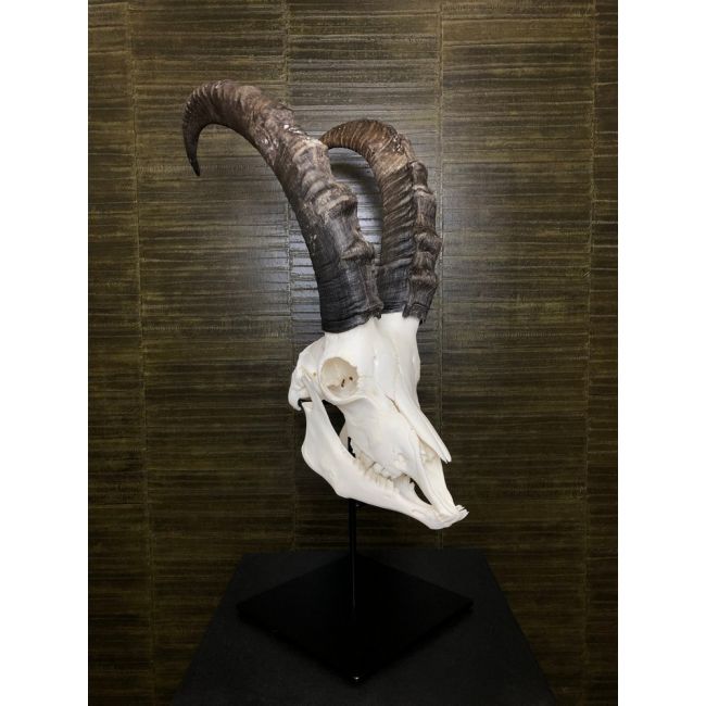 0331 Siberian Ibex Skull