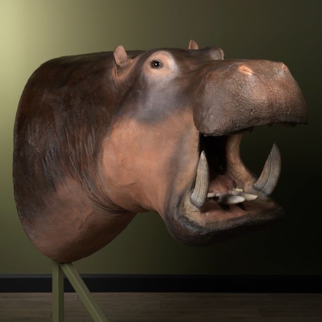 0420 Hippo Replica