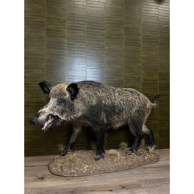 0494 Keiler - Wild Boar