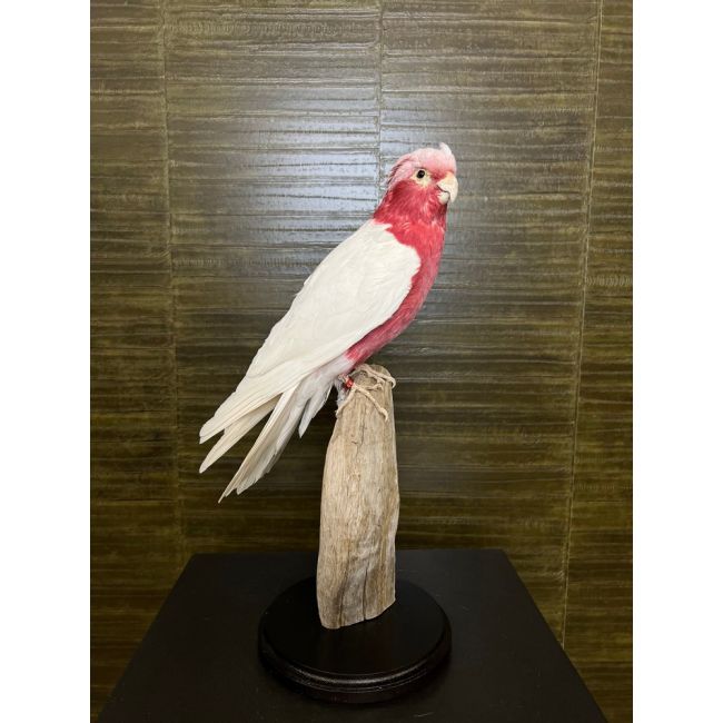 0519 Lutino Pink Cockatoo