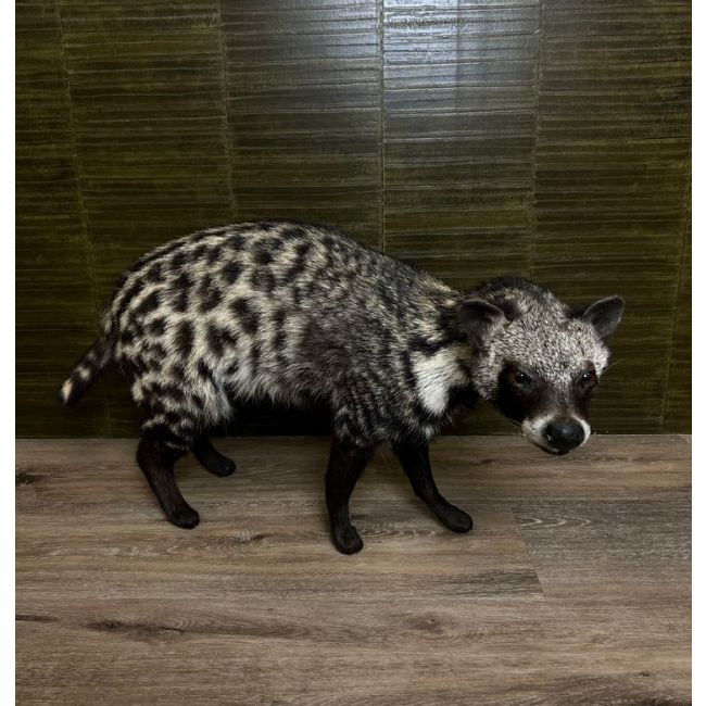 0585 African Civet