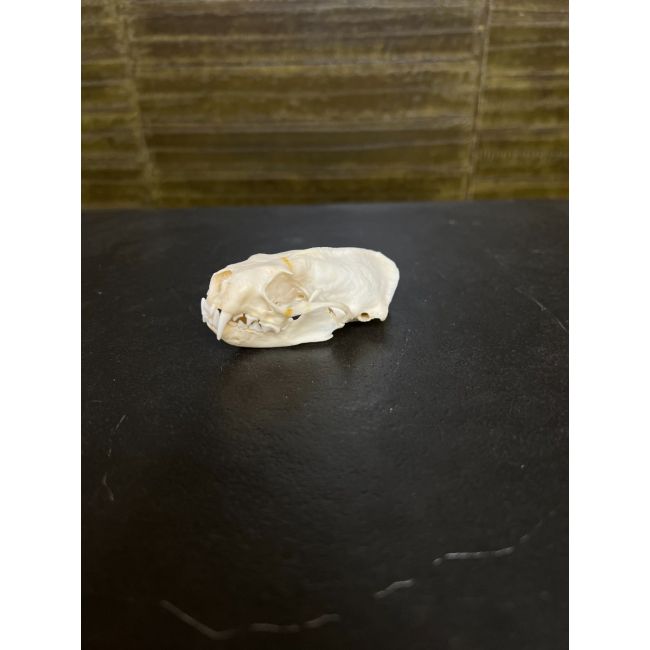 0812 Mink Skull