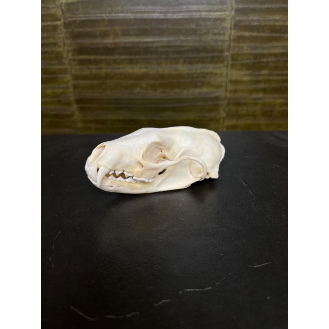 0814 Fishman's Skull