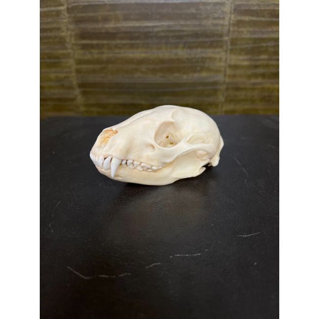 0815 Raccoon Skull