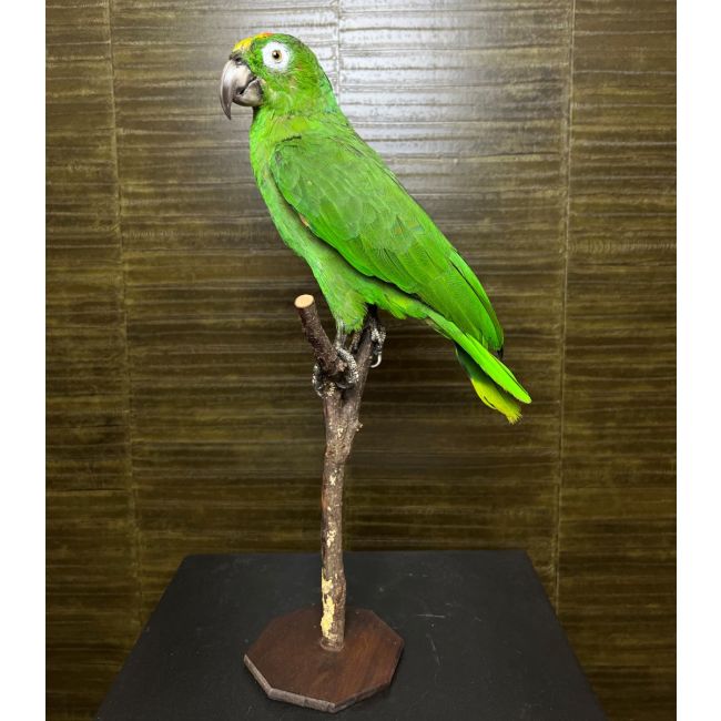 1024 Amazon Parrot