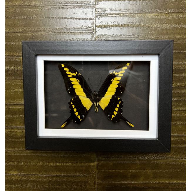 1035 Butterfly in Frame