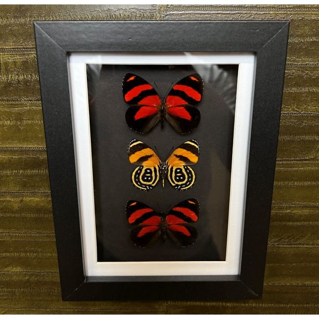 1038 Butterflies in Frame