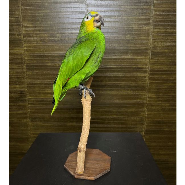 1046 Amazon Parrot