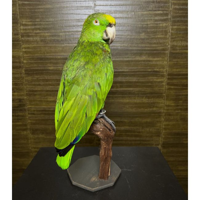 1047 Amazon Parrot