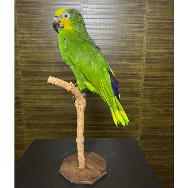 1048 Amazon Parrot