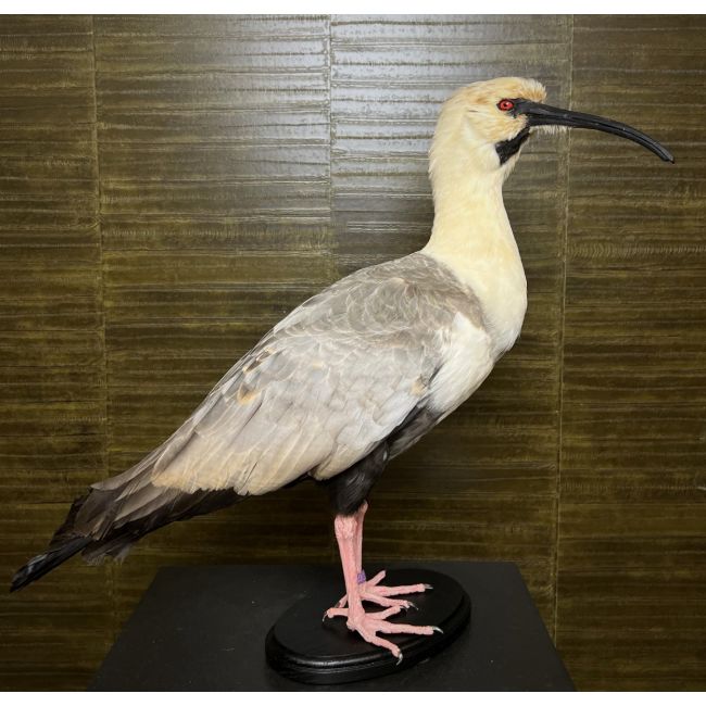 1171 Black-masked ibis