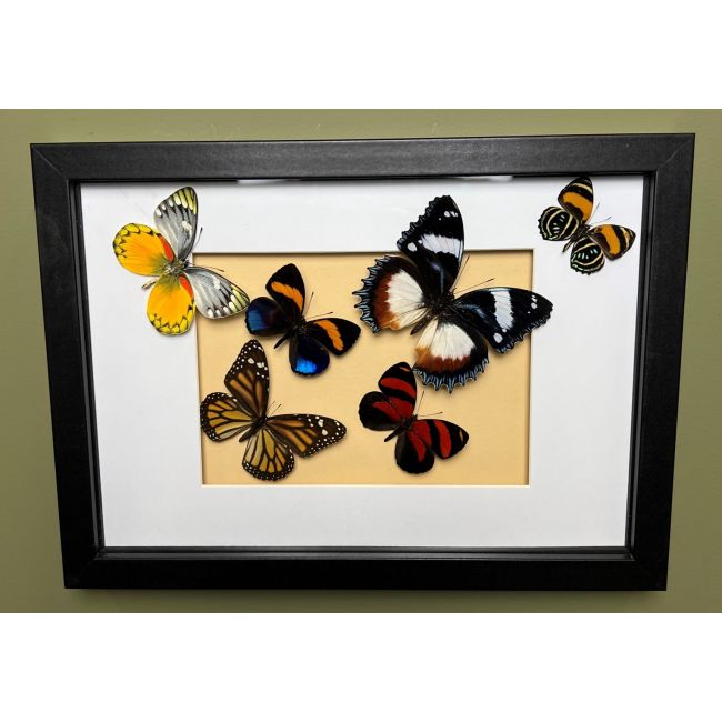 1252 Butterflies in Frame