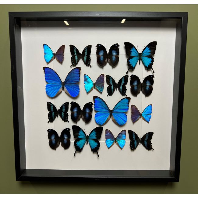 1253 Butterflies in Frame