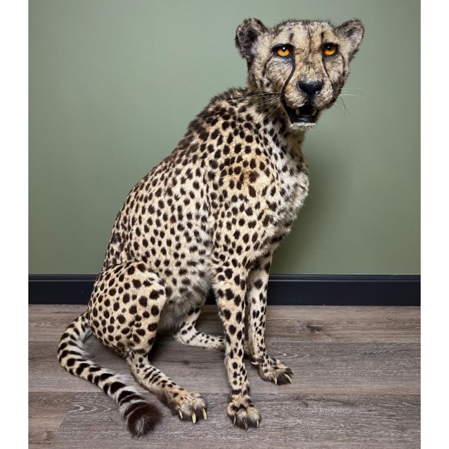 1264 Cheetah