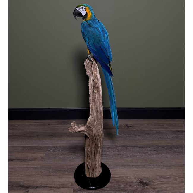 1394 Blue-yellow Macaw