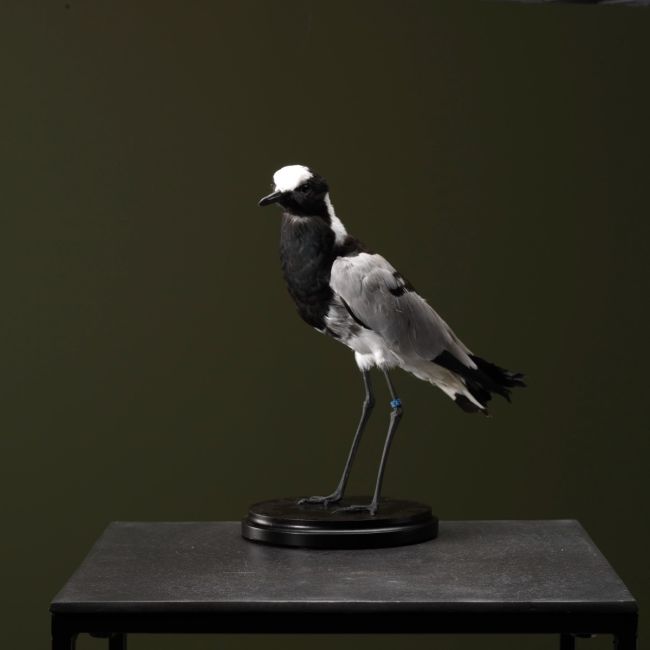 1424 Blacksmith's Plover