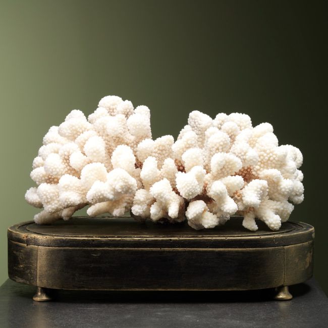 1474 Cauliflower coral