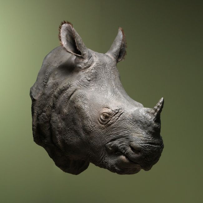 1490 Indian Rhinoceros Replica