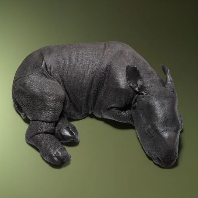 1492 Rhinoceros Replica