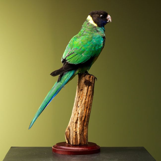 1550 Parakeet