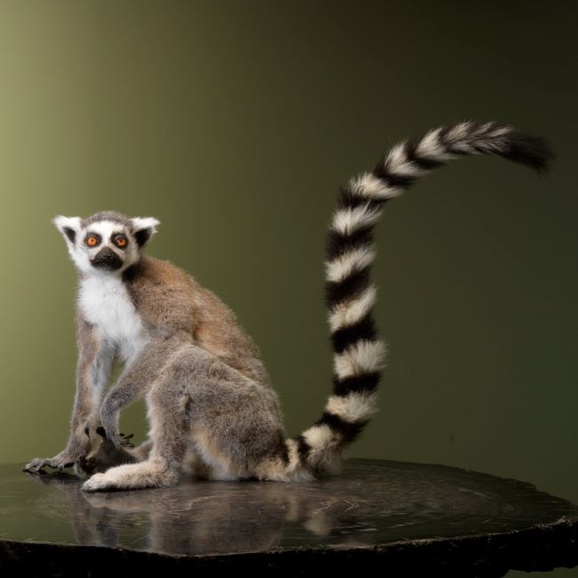 1630 Ring-tailed lemur