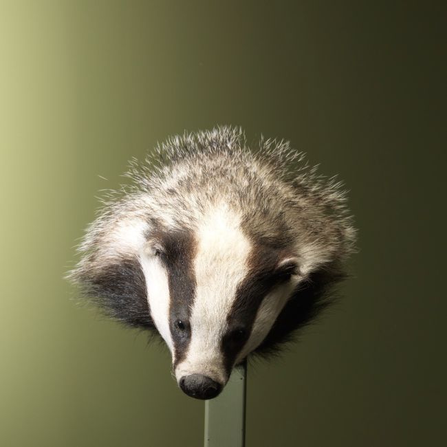 1659 Badger