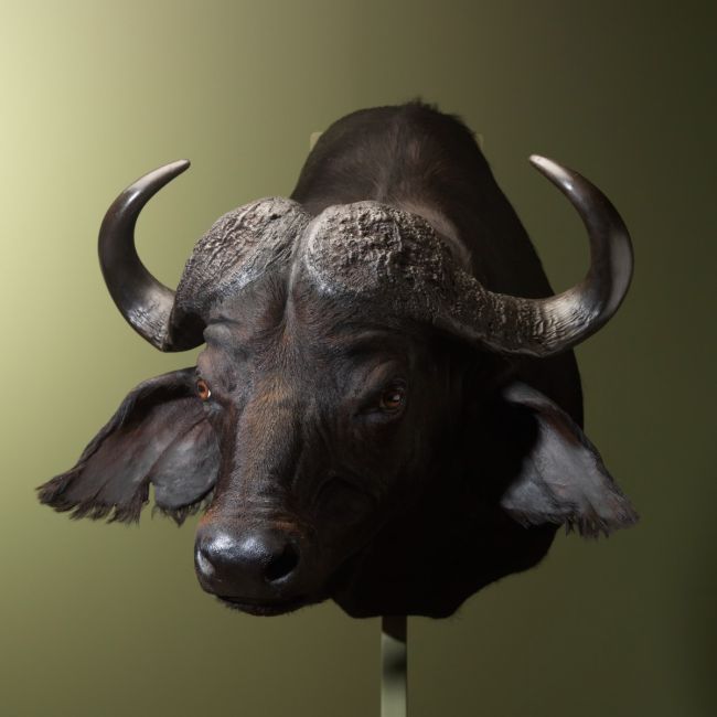 1679 Kaffir Buffalo