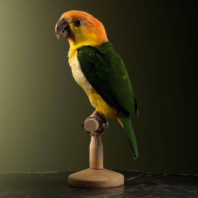 1723 White-bellied cockatiel