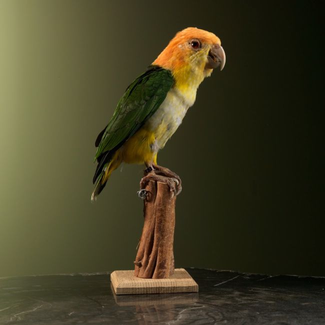 1727 White-bellied cockatiel