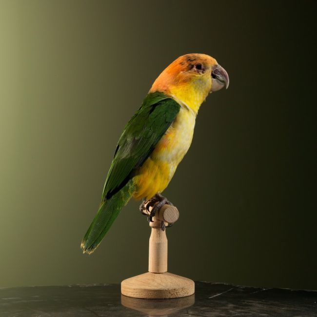 1729 White-bellied cockatiel