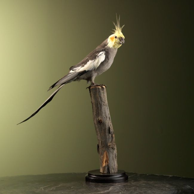 1737 Falcon Parakeet