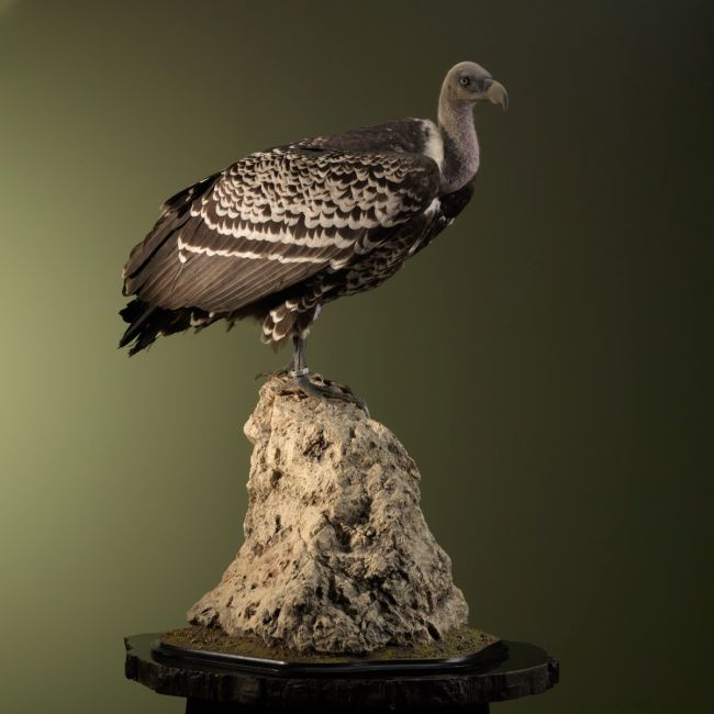 1749 Rüppells Vulture