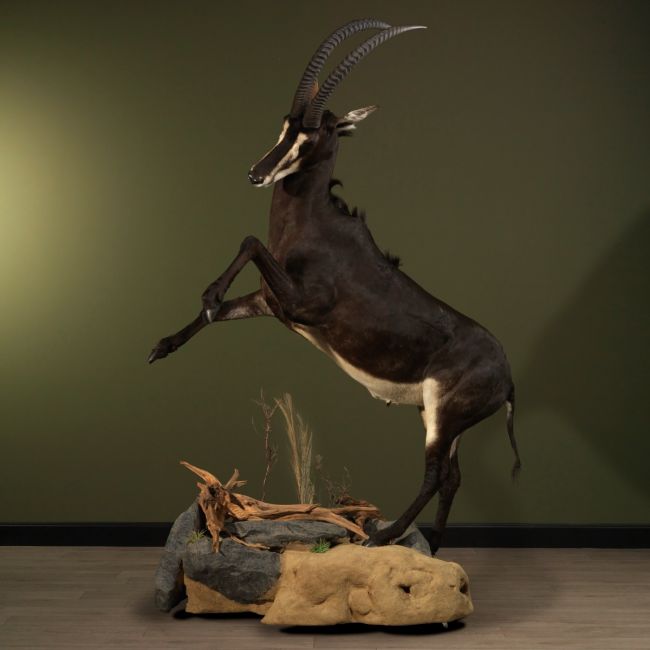 1773 Sable antelope