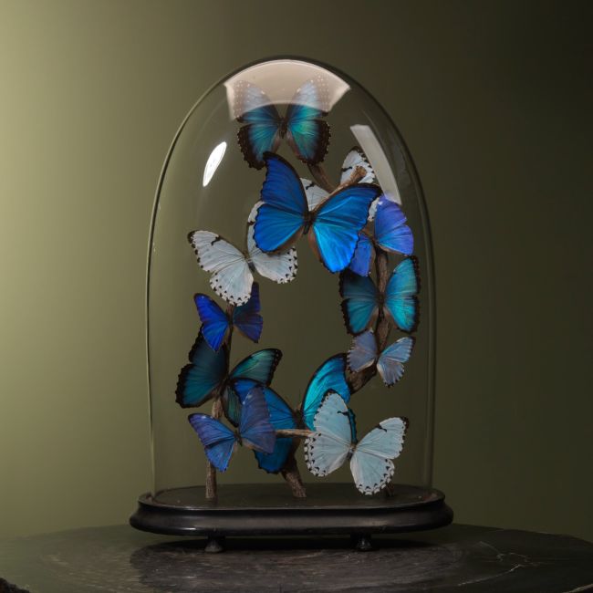 1794 Morpho Butterflies in Antique Stolp