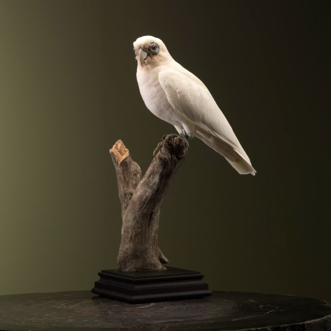 1828 Corella Cockatoo