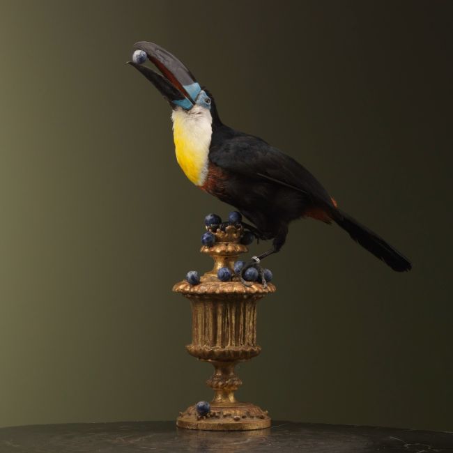 1834 Groove Beak Toucan