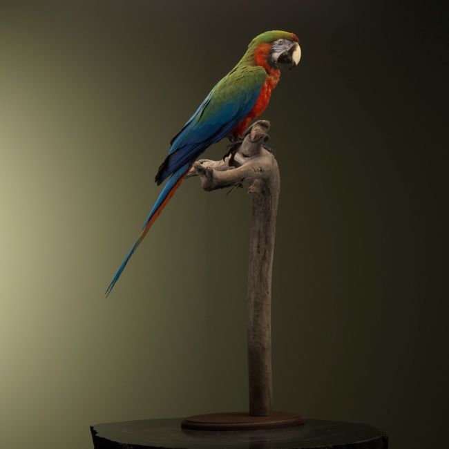 1846 Hybrid Macaw