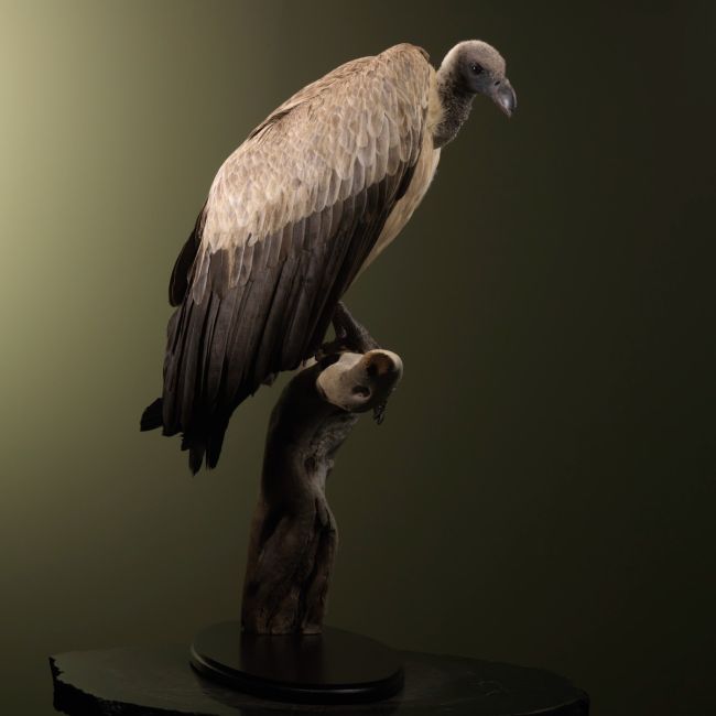 1854 White-backed Vulture