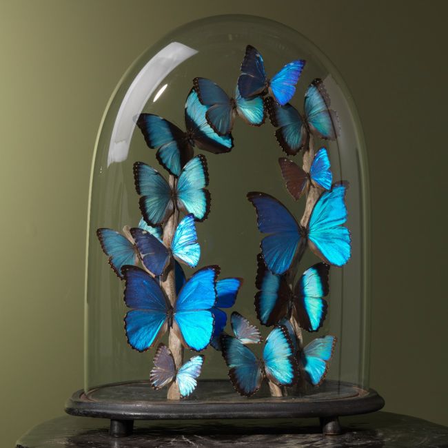 1948 Butterflies in Antique Stolp