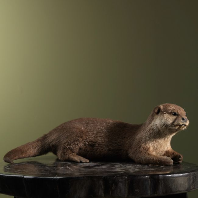 2000 Asian Small-clawed Otter