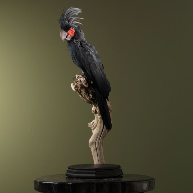 2021 Palm cockatoo