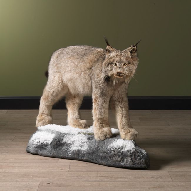 2028 Canadian Lynx