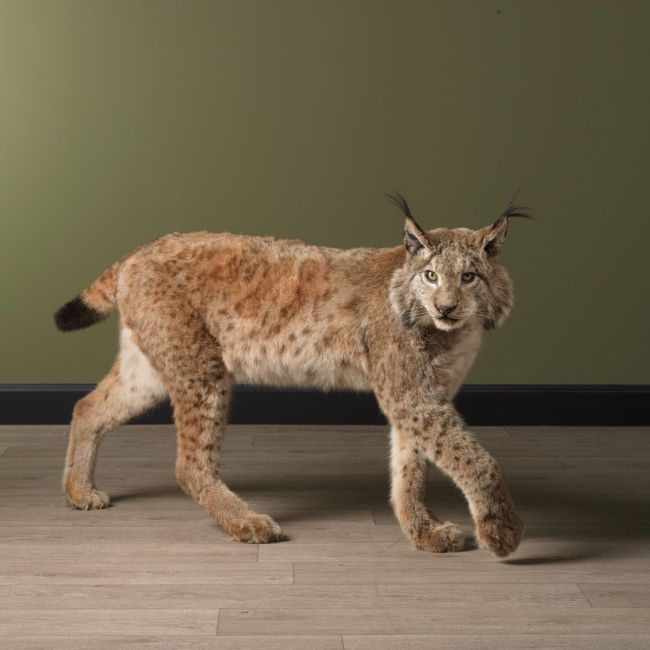 2029 European Lynx