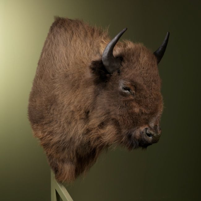 2048 European Bison