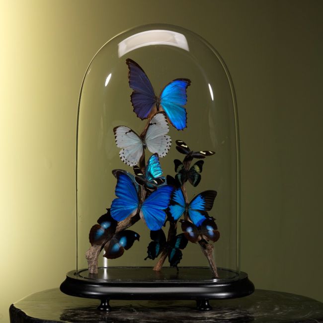 2074 Butterflies in Antique Stolp