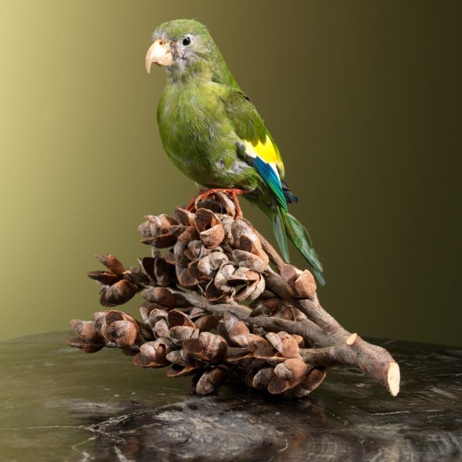 2096 White-winged parakeet