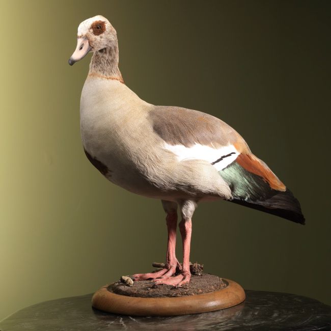 2155 Nile goose