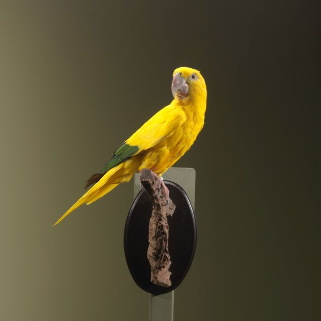 2184 Golden Parakeet